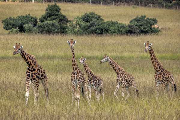 Es gibt nun offiziell vier verschiedene Giraffenarten