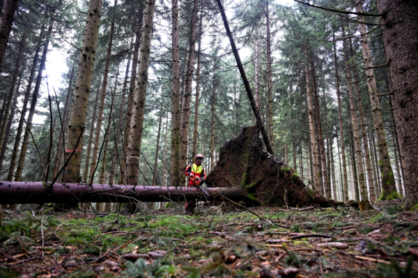 94151351488564896 BLD Online