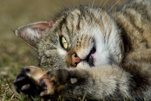 Hauskatze kam wohl erst vor 2.000 Jahren in Europa an