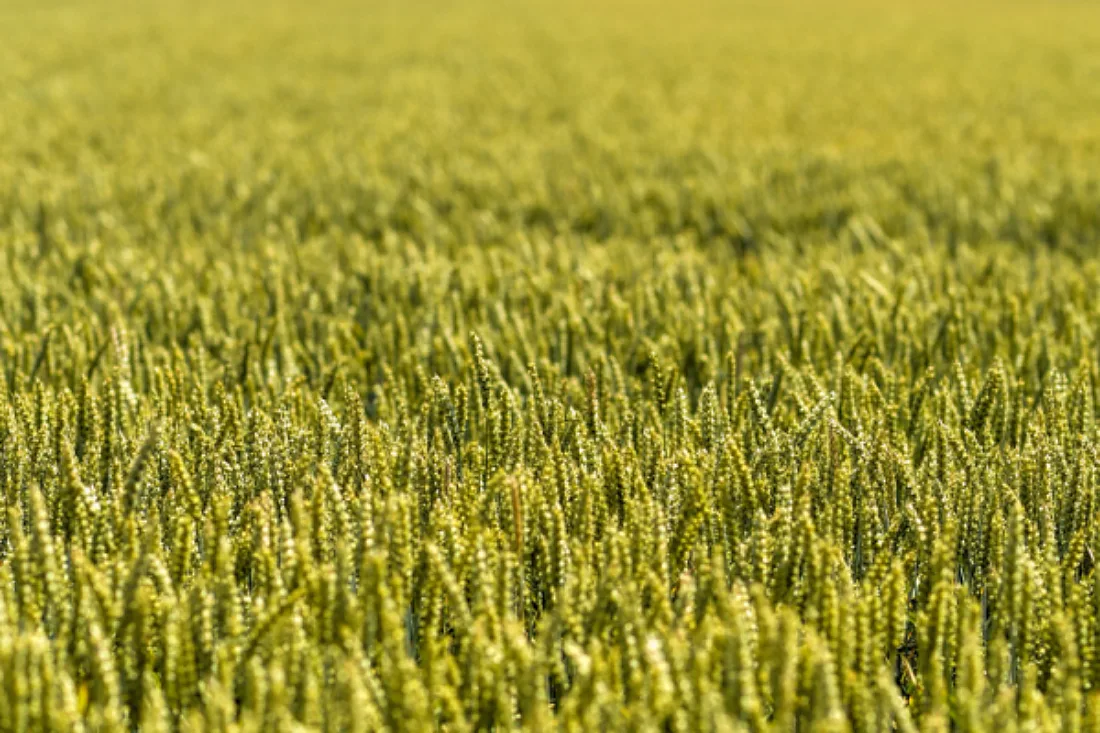 Alte Gene könnten moderne Weizen vor einer Pilzerkrankung schützen