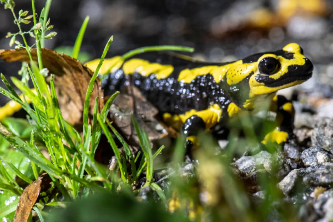 Feuriges Aussehen schützt Salamander in Schutzgebiet besser