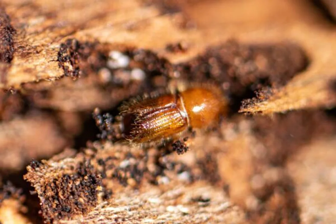 Borkenkäfer haben zu Unrecht schlechten Ruf