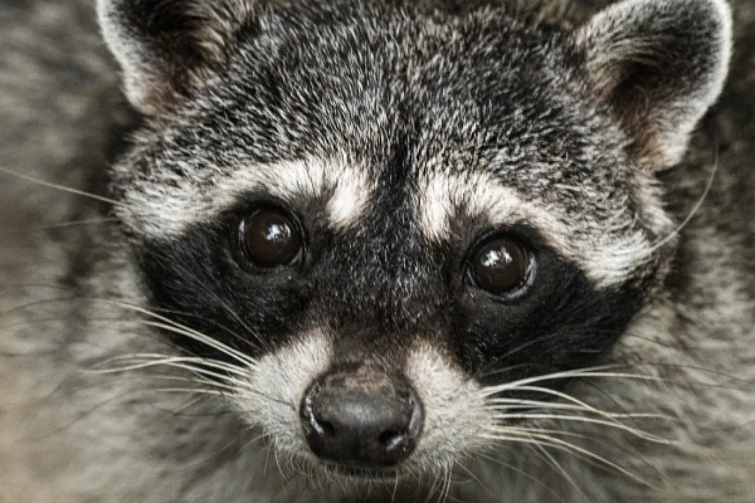 Kurze Schnauze: Waschbären werden zu Haustieren