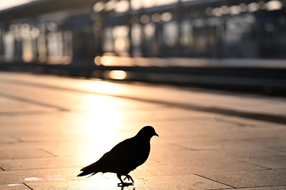 Fundament für Vogel-Magnetsinn entdeckt
