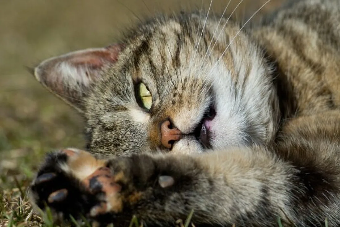 Hauskatze kam wohl erst vor 2.000 Jahren in Europa an