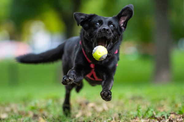 Talentierte Hunde schnappen neue Wörter aus Zwiegesprächen auf