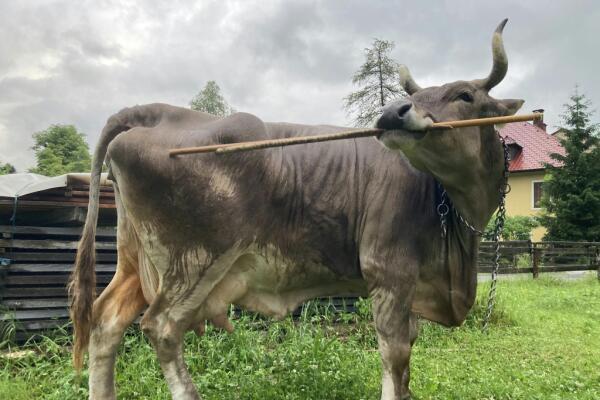 Erstmals flexibler Werkzeuggebrauch bei Kühen nachgewiesen