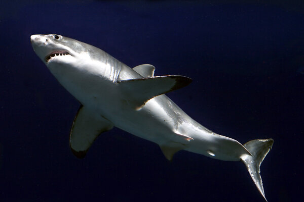 Für Dinosaurier fataler Asteroideneinschlag verschonte Haie