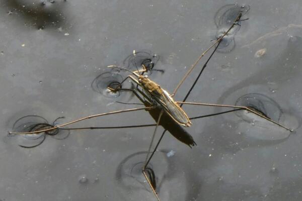 Große Vielfalt von Wasserläufern schon in Dino-Zeit