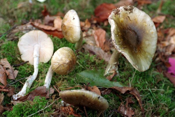 Wichtige Pilz-Pflanzen-Symbiose ist geschwächt