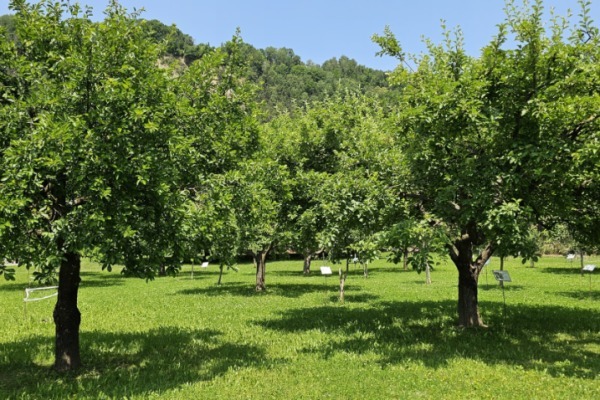 Streuobstwiesen: Hotspots der Biodiversität massiv bedroht