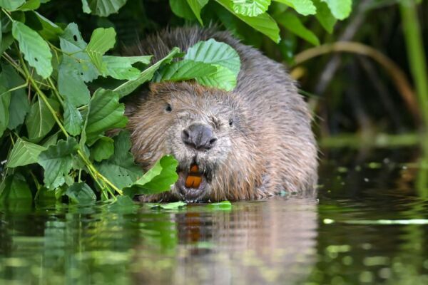Biber-Feuchtgebiete speichern große Mengen Kohlenstoff