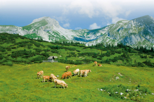 Baumgrenzen verschieben sich auch hangabwärts