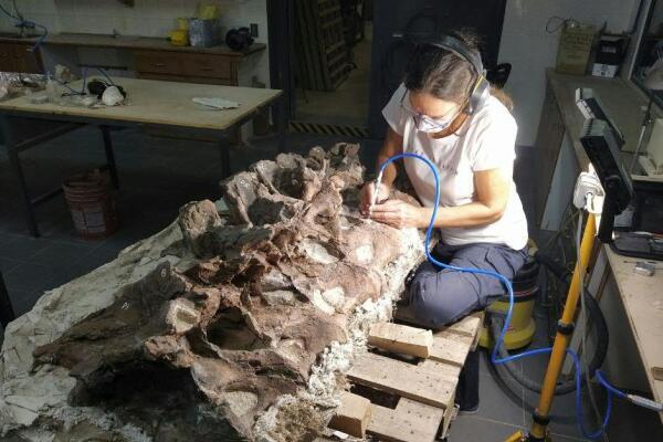 Dino-Riese in Patagonien entdeckt