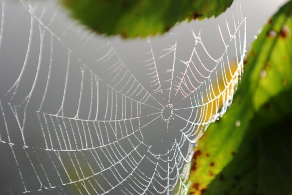 Ausgefuchste Taktik: Spinne katapultiert Ameisen in ihr Netz