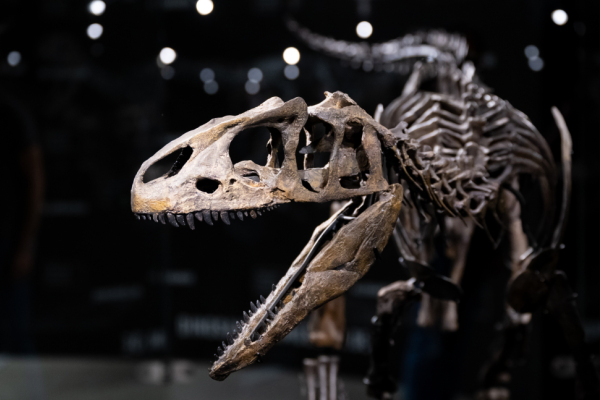 Warum Dinosaurier nie so klein waren wie eine Maus