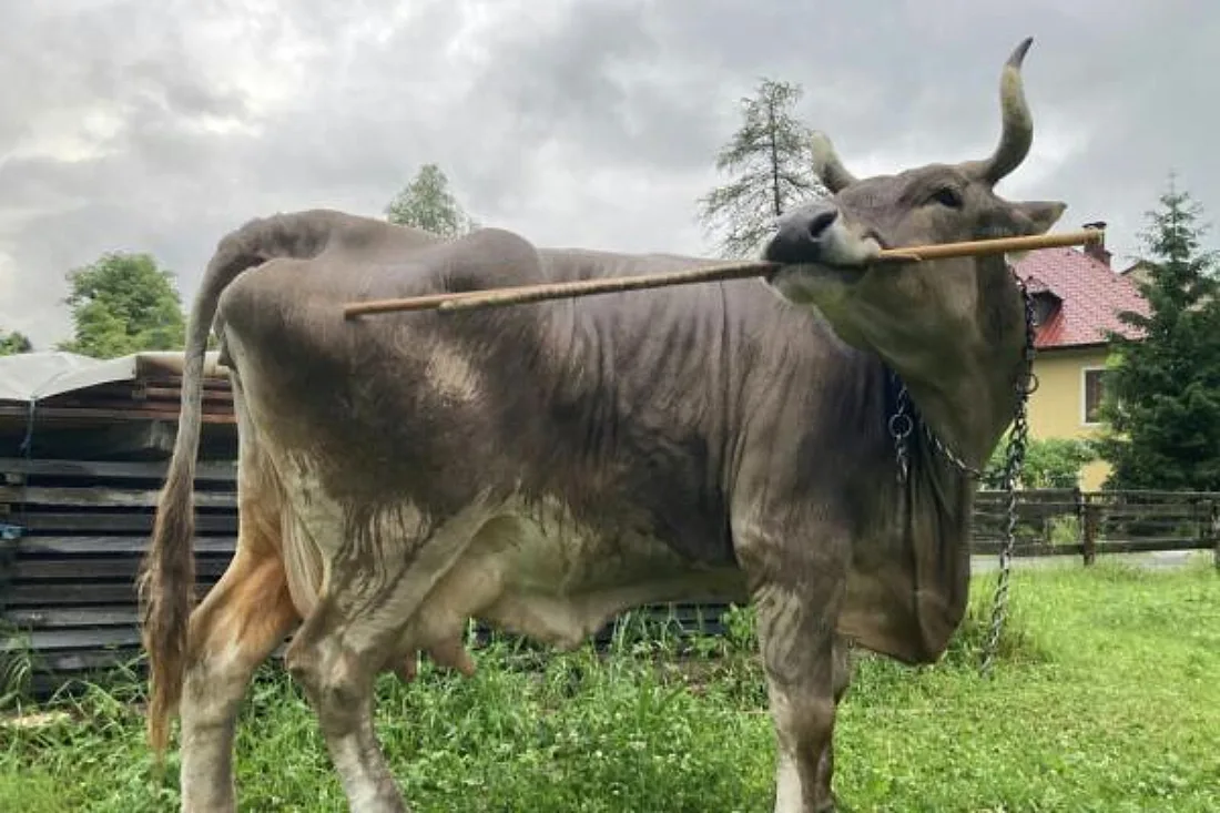 Erstmals flexibler Werkzeuggebrauch bei Kühen nachgewiesen