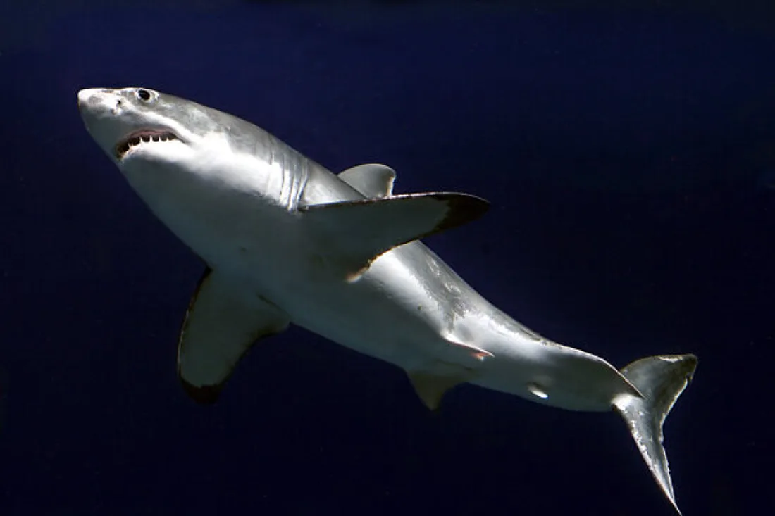 Für Dinosaurier fataler Asteroideneinschlag verschonte Haie