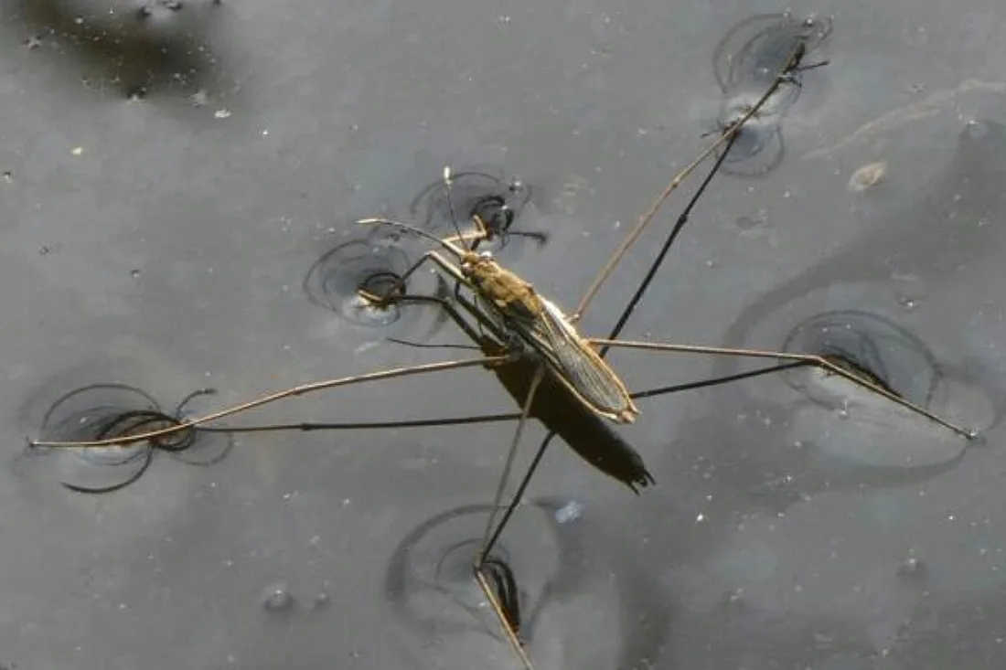 Große Vielfalt von Wasserläufern schon in Dino-Zeit