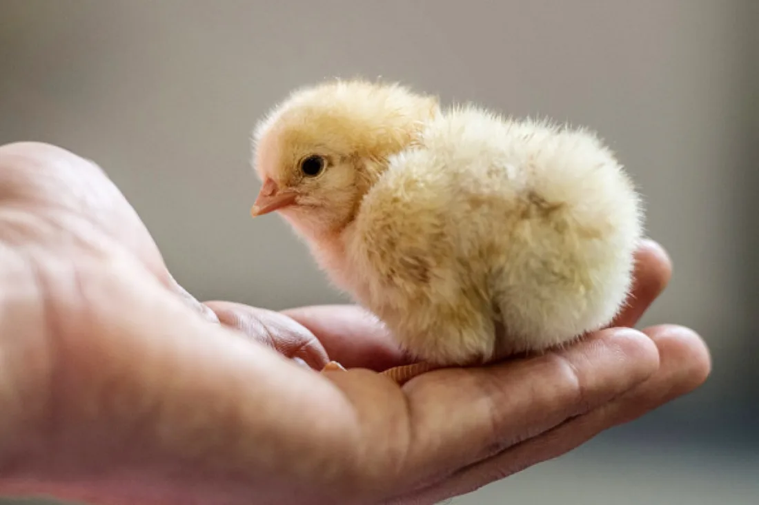 Hühner genießen menschliche Zuwendung