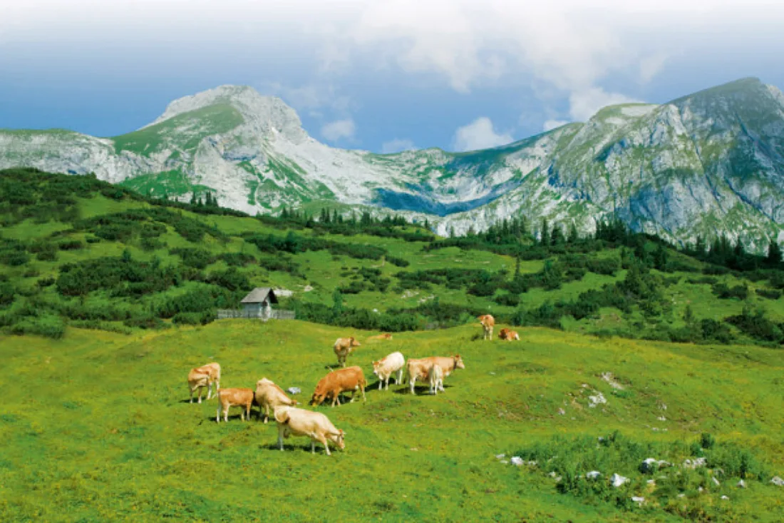 Baumgrenzen verschieben sich auch hangabwärts