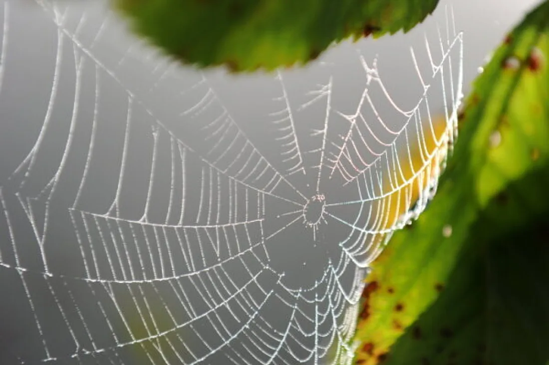 Ausgefuchste Taktik: Spinne katapultiert Ameisen in ihr Netz