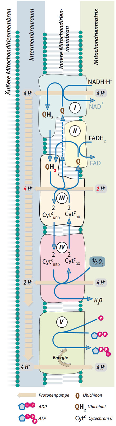 554084