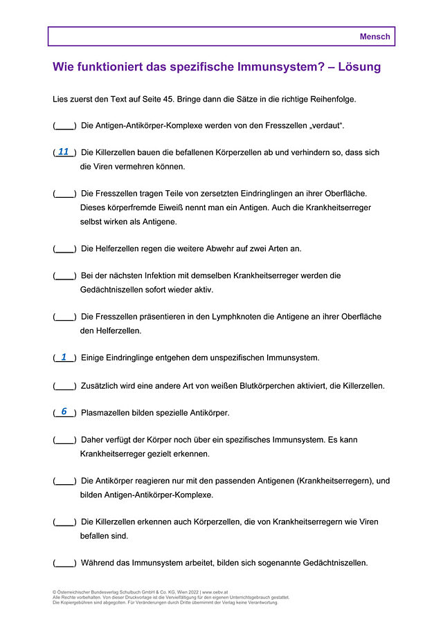 Wie funktioniert das spezifische Immunsystem?