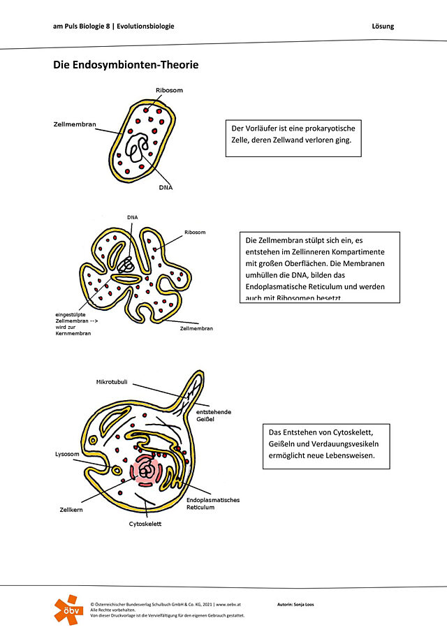 Endosymbionten-Theorie