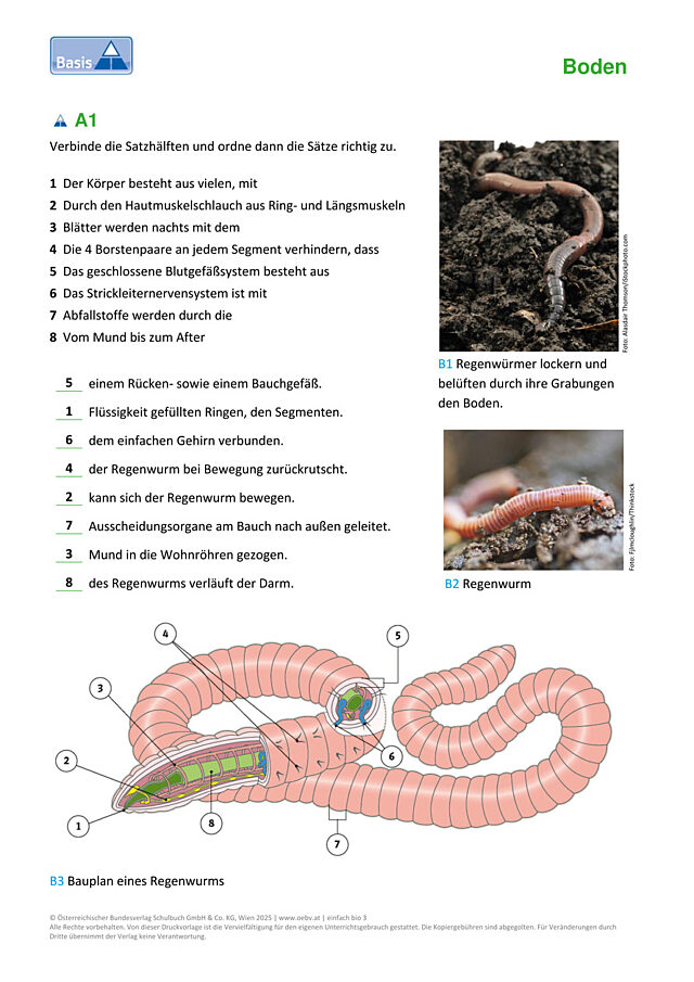 Der Regenwurm