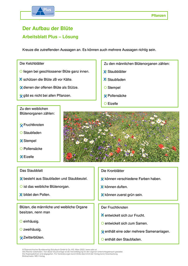Blüte