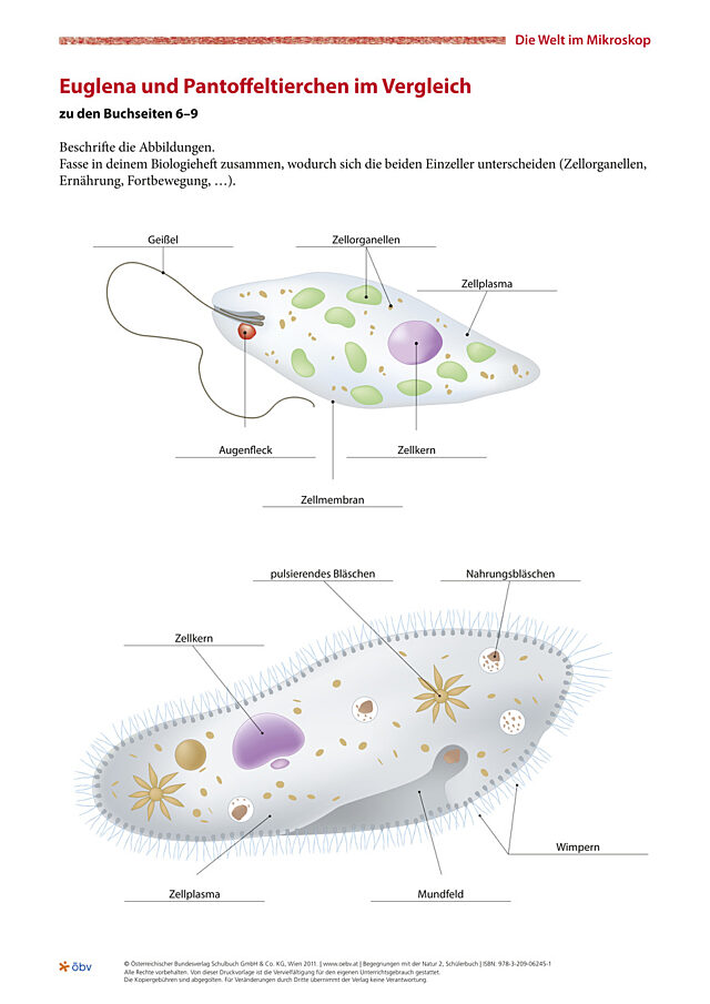 Euglena und Pantoffeltierchen im Vergleich