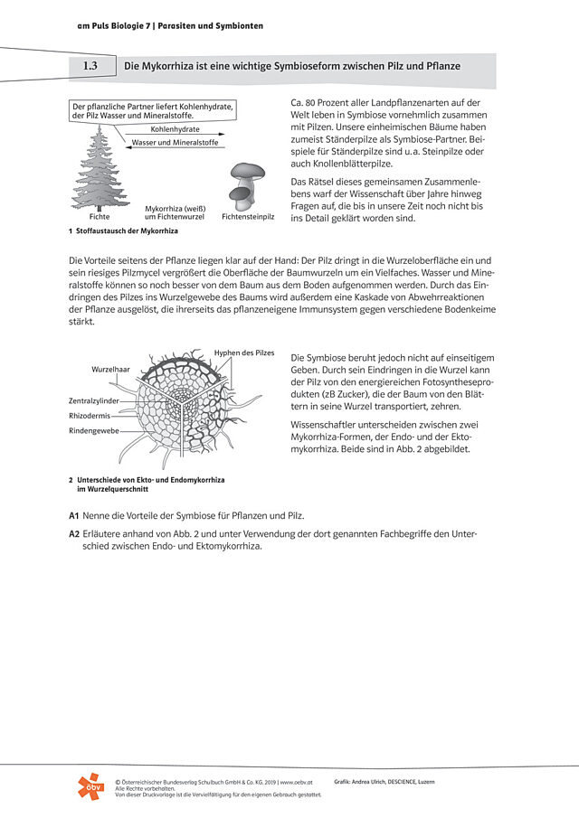 Mykorrhiza