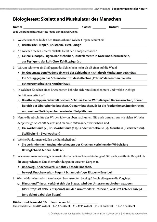 Skelett und Muskulatur des Menschen