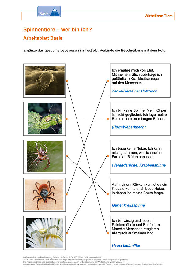 Spinnentiere