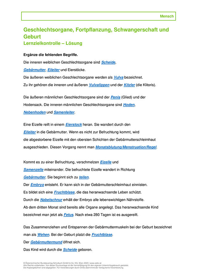 Geschlechtsorgane, Schwangerschaft