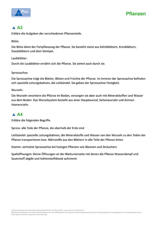 Blütenpflanzen