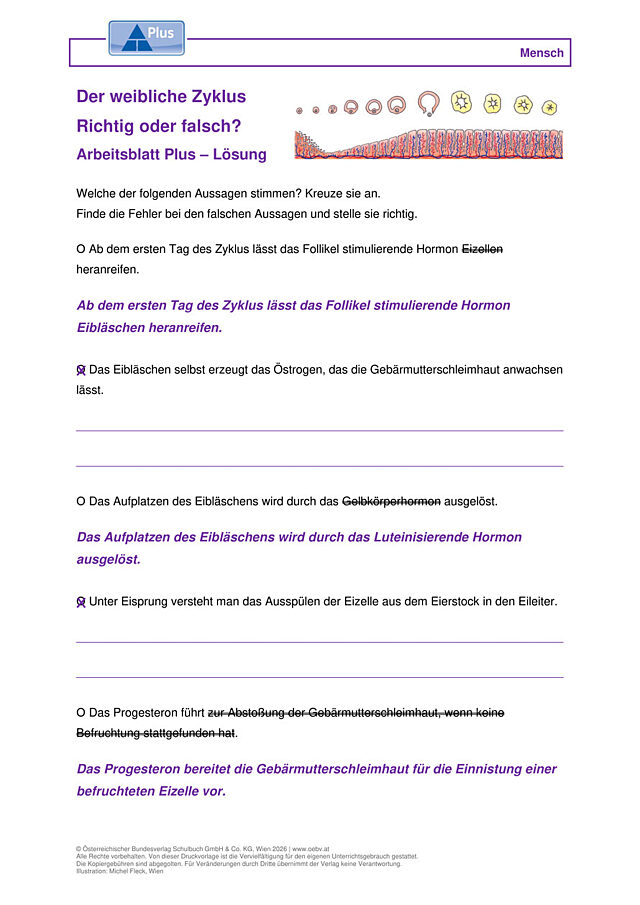 Der weibliche Zyklus