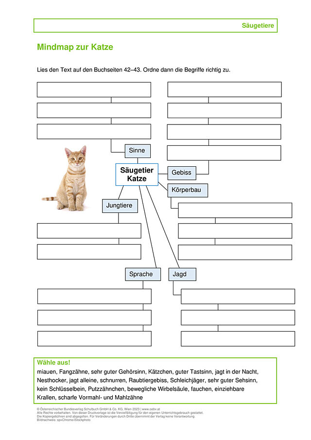 Katze
