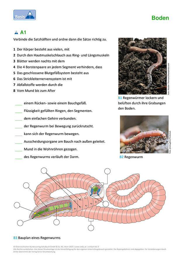 Der Regenwurm