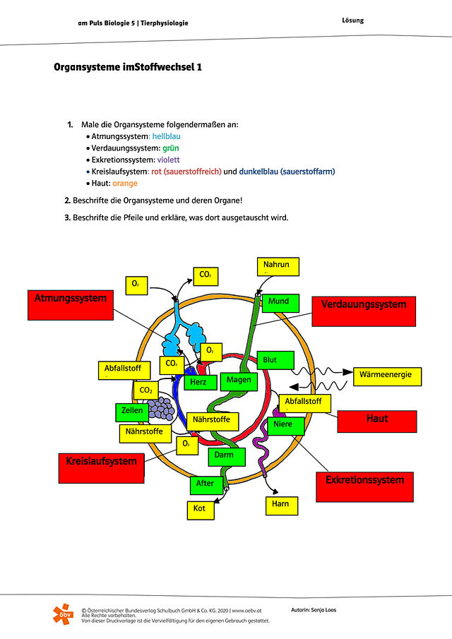 Organsysteme im Stoffwechsel 1