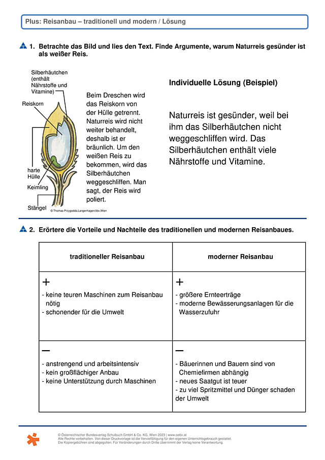 Reisanbau