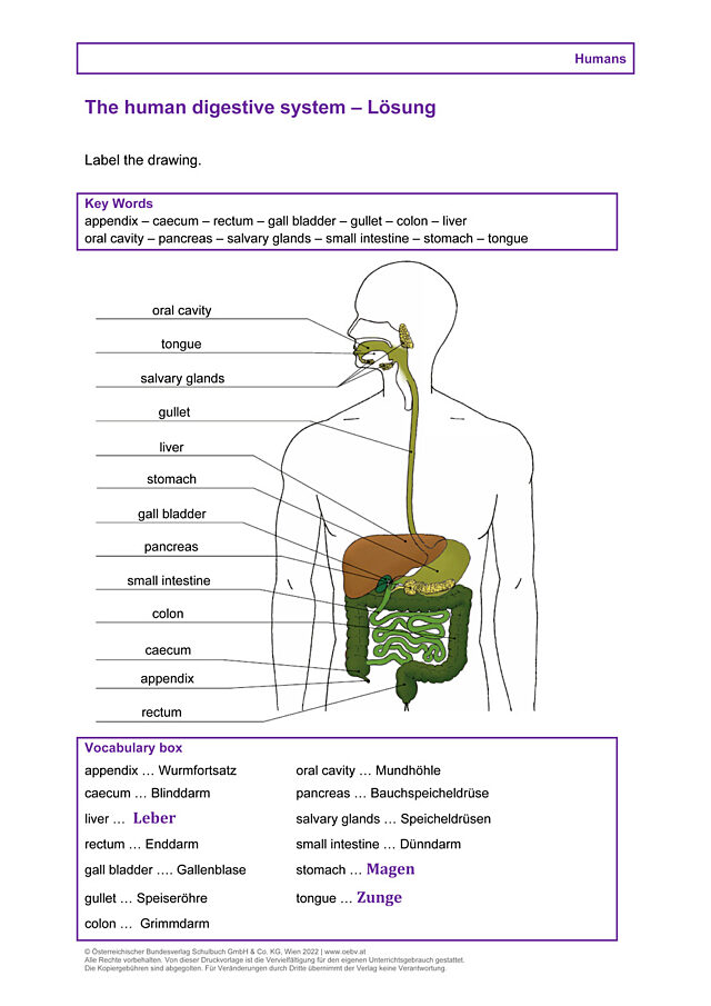 The human digestive system