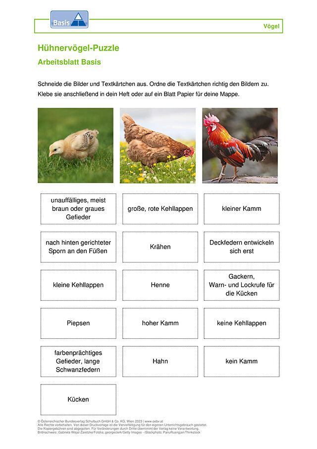 Hühnervögel