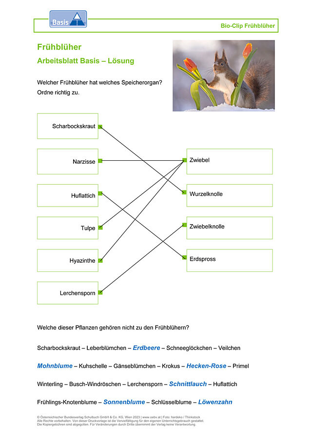 Frühblüher