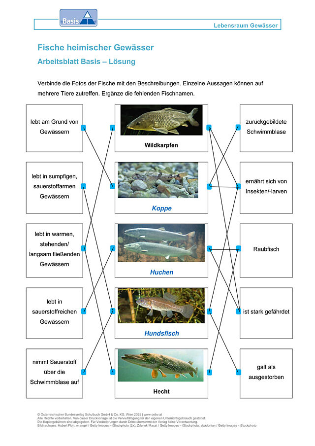 Fische heimischer Gewässer