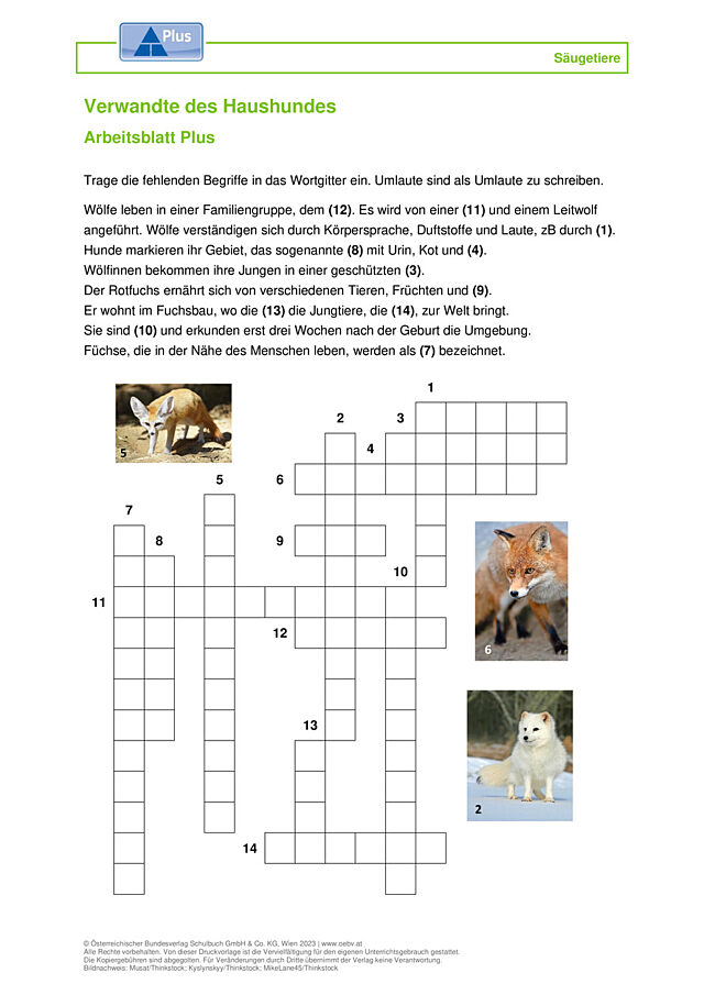 Hund Verwandte