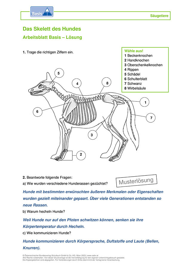 Hund