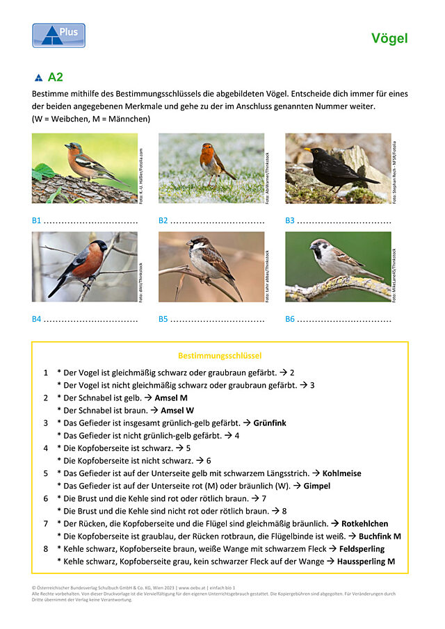 Singvögel