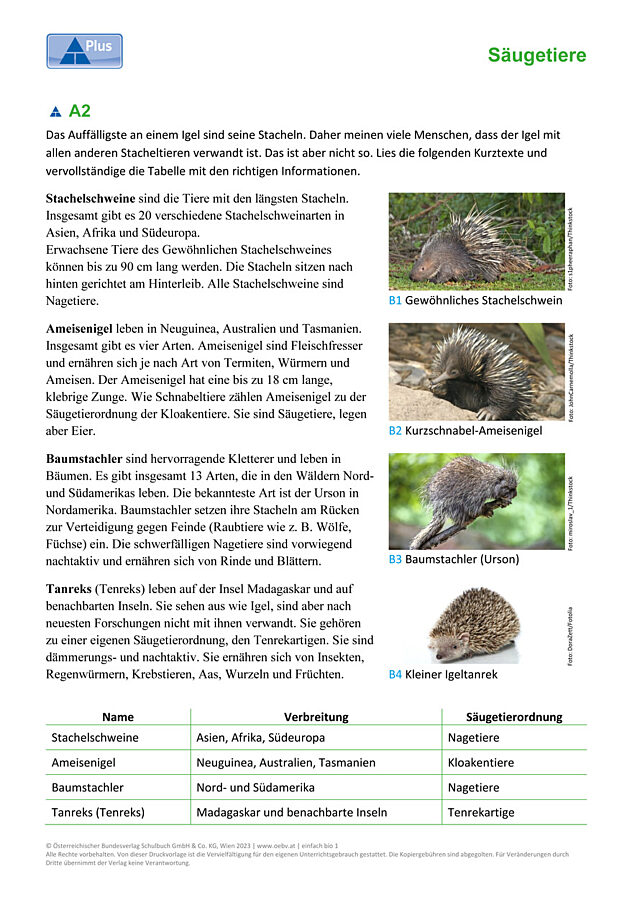 Igel